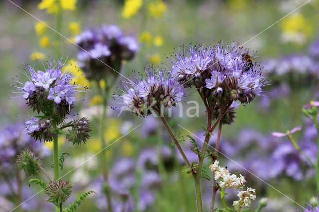 Lacy Phacelia (Phacelia tanacetifolia)