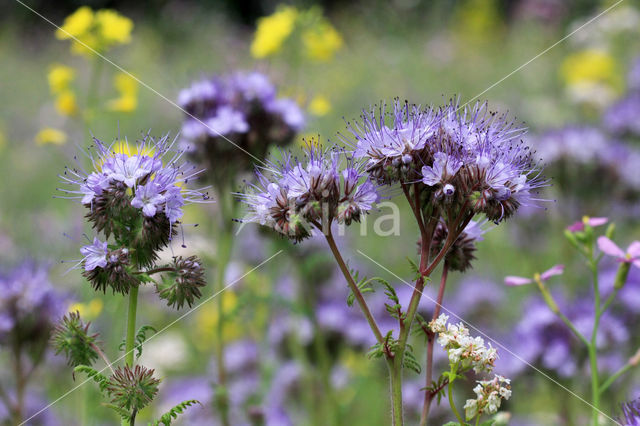 Bijenvoer (Phacelia tanacetifolia)