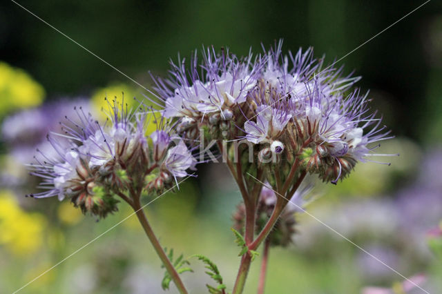 Lacy Phacelia (Phacelia tanacetifolia)