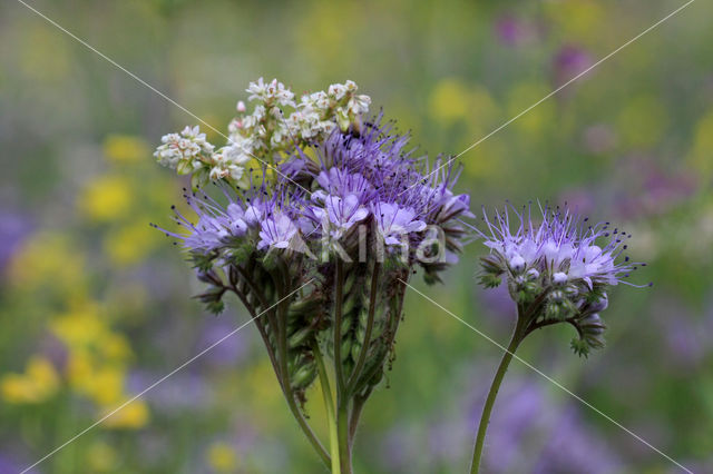 Lacy Phacelia (Phacelia tanacetifolia)