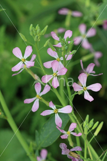 Garden Radish (Raphanus sativus)