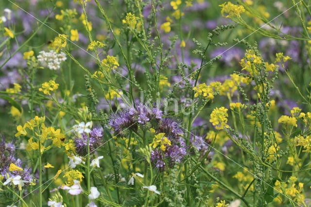 Lacy Phacelia (Phacelia tanacetifolia)