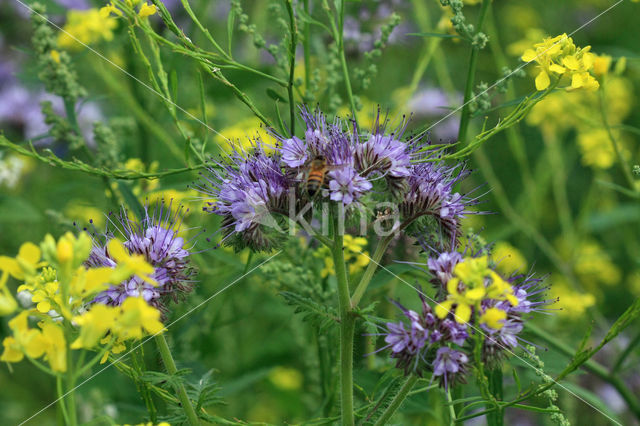 Lacy Phacelia (Phacelia tanacetifolia)