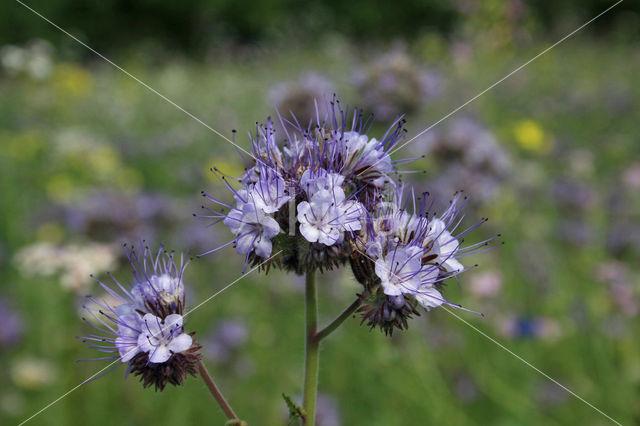 Lacy Phacelia (Phacelia tanacetifolia)