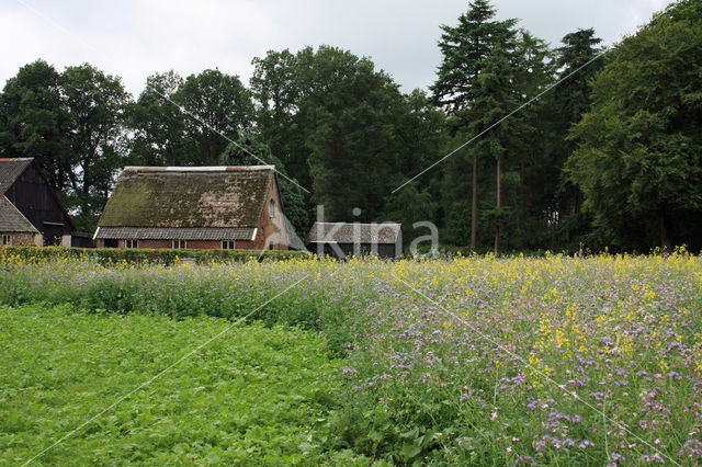 Buckwheat (Fagopyrum esculentum)