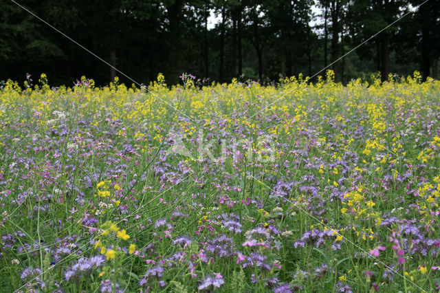 Buckwheat (Fagopyrum esculentum)