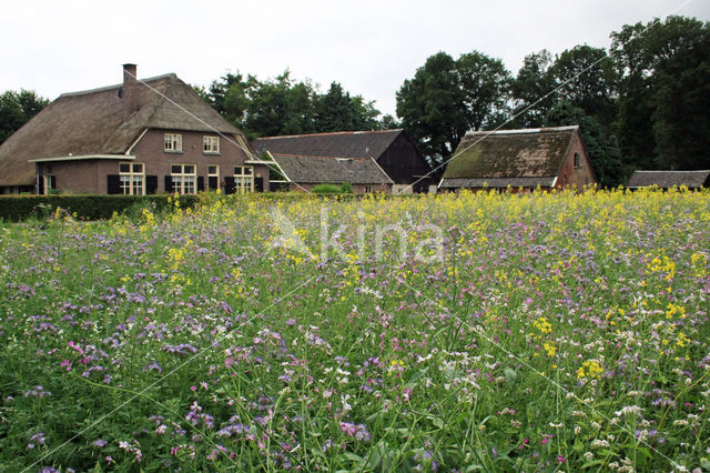 Buckwheat (Fagopyrum esculentum)