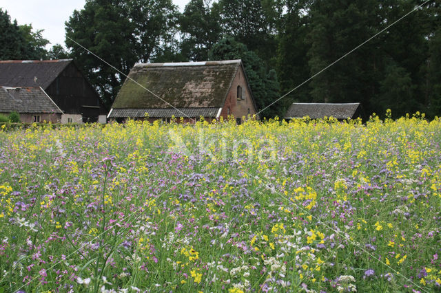 Buckwheat (Fagopyrum esculentum)