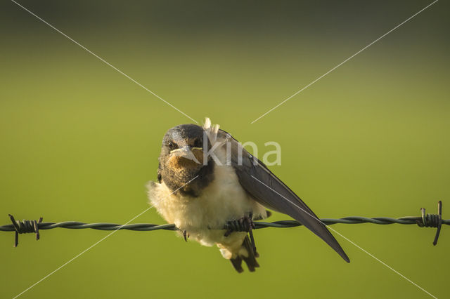 Boerenzwaluw (Hirundo rustica)