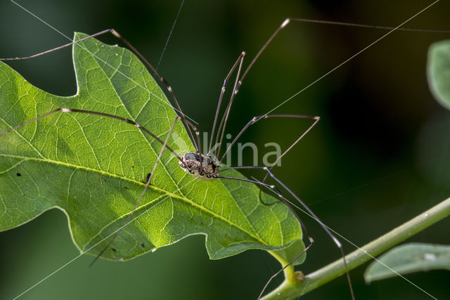 harvestman (Leiobunum rotundum)