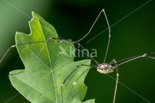 harvestman (Leiobunum rotundum)