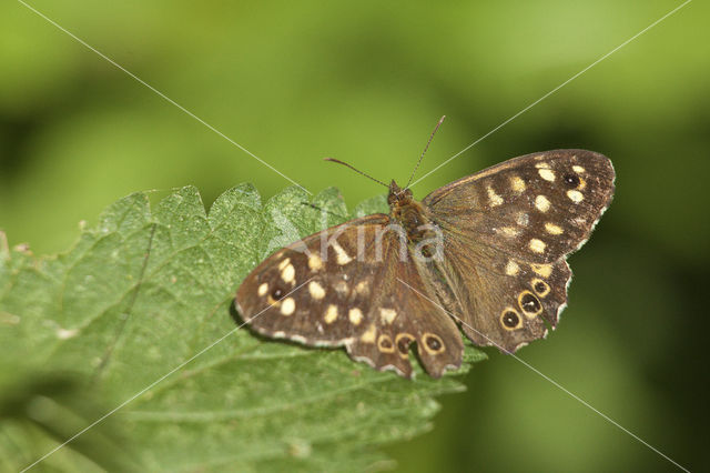 Speckled Wood (Pararge aegeria)