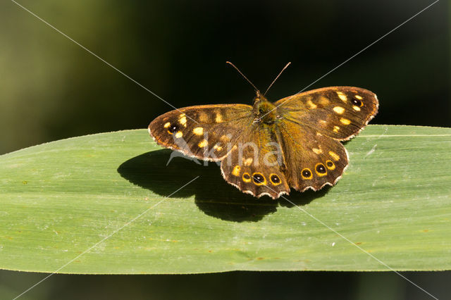 Speckled Wood (Pararge aegeria)
