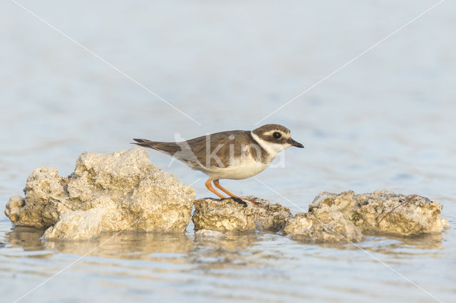 Bontbekplevier (Charadrius hiaticula)