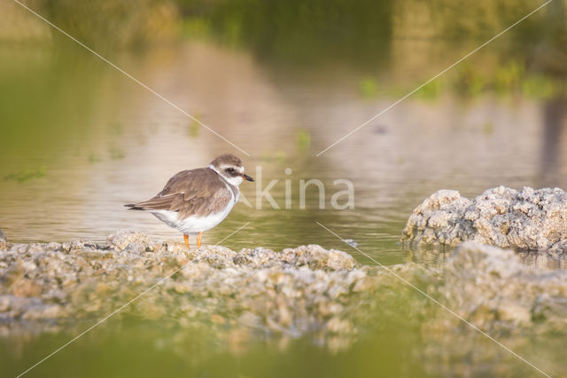 Bontbekplevier (Charadrius hiaticula)