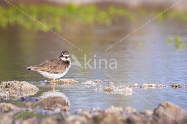 Bontbekplevier (Charadrius hiaticula)