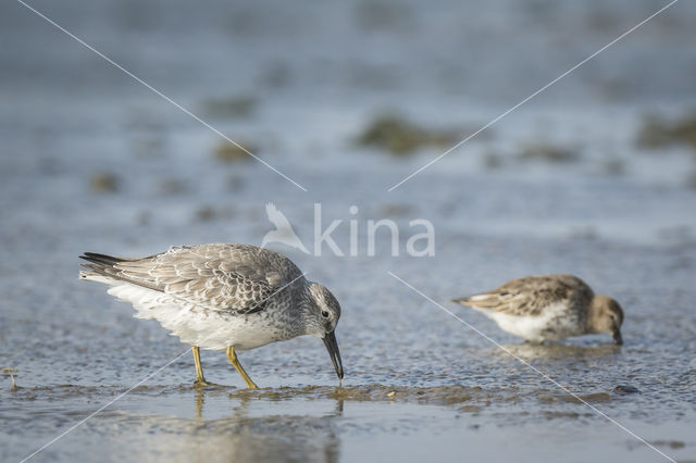 Dunlin (Calidris alpina)