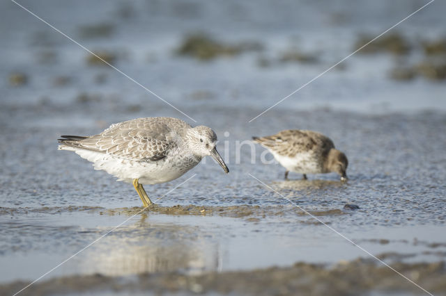 Dunlin (Calidris alpina)