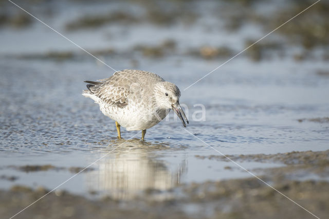 Dunlin (Calidris alpina)