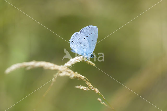 Holly Blue (Celastrina argiolus)