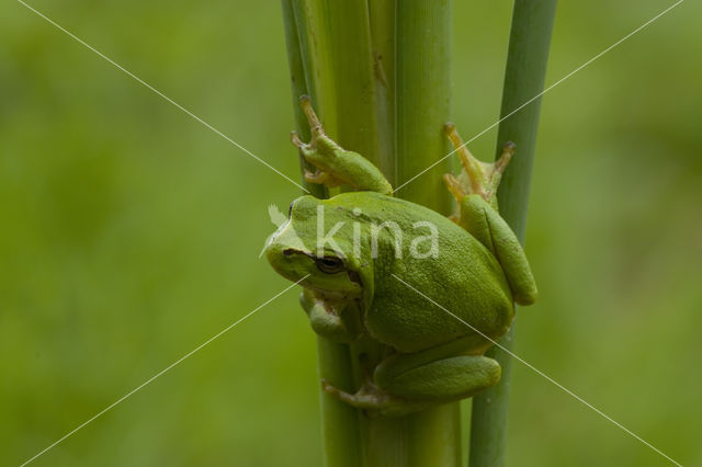 Boomkikker (Hyla sp.)