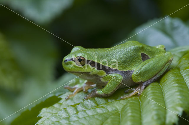 Boomkikker (Hyla sp.)