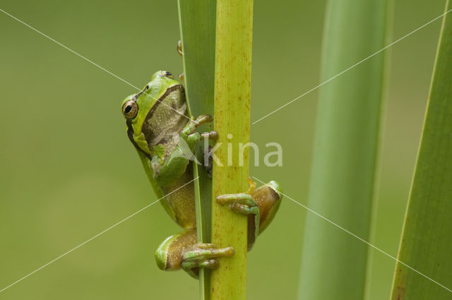 Tree frog (Hyla sp.)