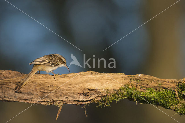 Boomkruiper (Certhia brachydactyla)