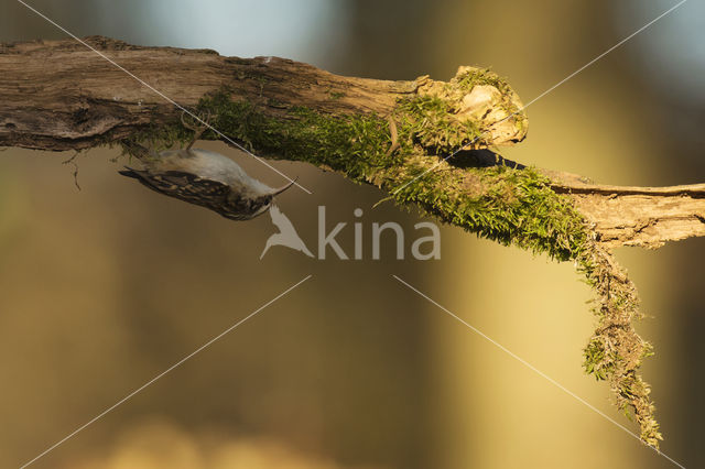 Boomkruiper (Certhia brachydactyla)