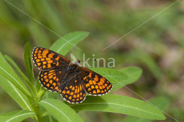 Bosparelmoervlinder (Melitaea athalia)