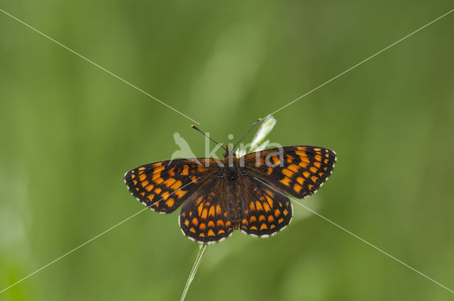 Bosparelmoervlinder (Melitaea athalia)