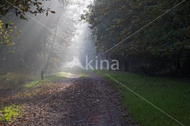 Boswachterij Ruinen