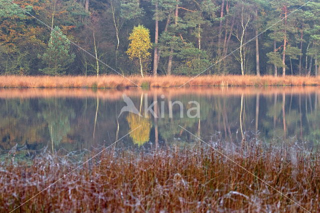 Boswachterij Ruinen