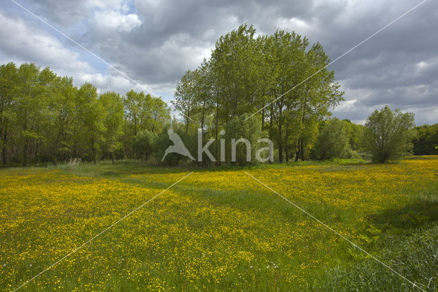 Boterbloem (Ranunculus)