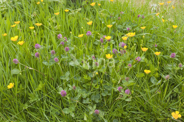 Buttercup (Ranunculus)