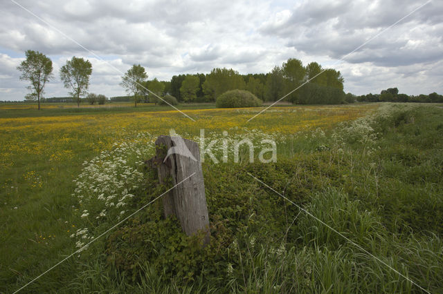 Buttercup (Ranunculus)