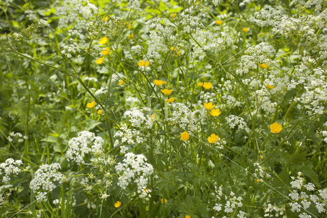 Buttercup (Ranunculus)