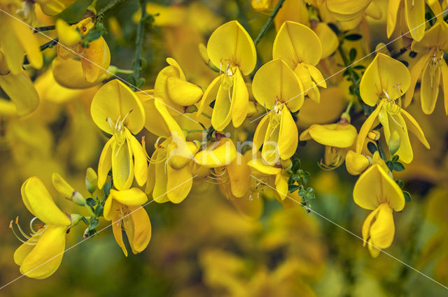 Broom (Cytisus scoparius)