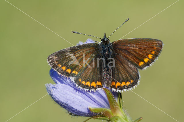 Brown Argus (Aricia agestis)