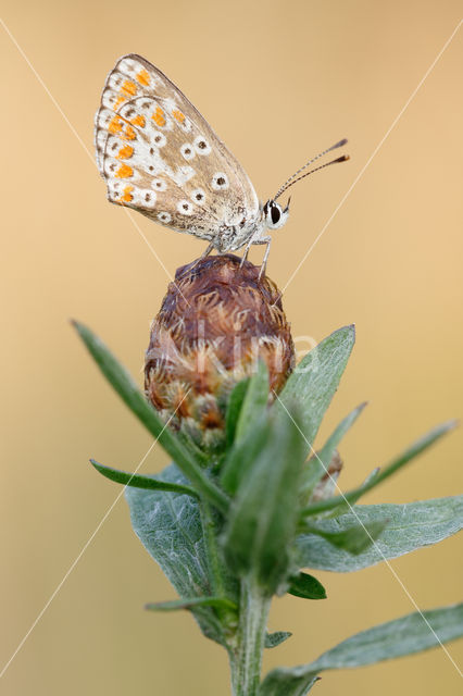 Brown Argus (Aricia agestis)