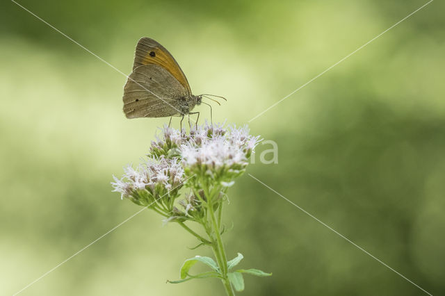 Bruin zandoogje (Maniola jurtina)