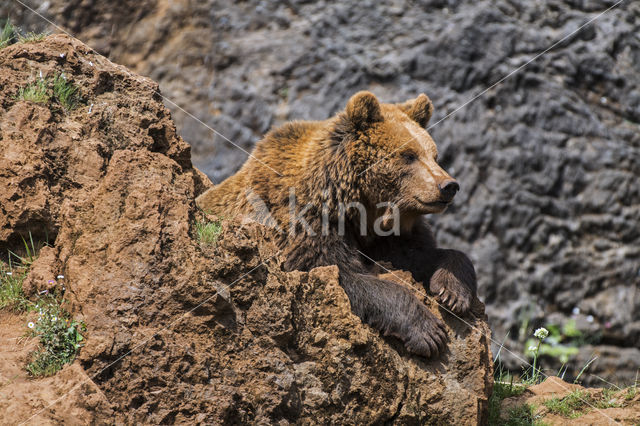 Bruine beer (Ursus arctos)