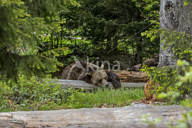 Bruine beer (Ursus arctos)