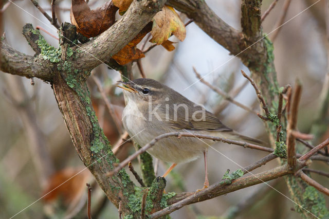 Bruine Boszanger (Phylloscopus fuscatus)