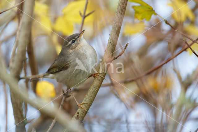 Bruine Boszanger (Phylloscopus fuscatus)