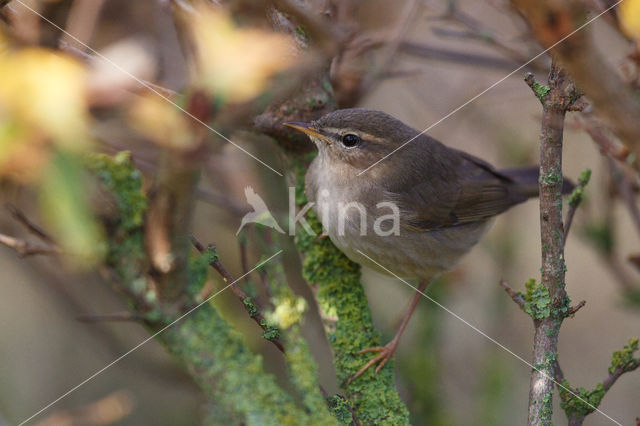 Bruine Boszanger (Phylloscopus fuscatus)