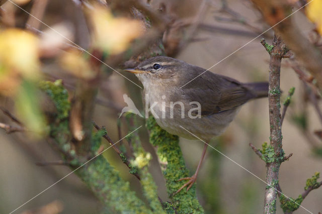 Bruine Boszanger (Phylloscopus fuscatus)