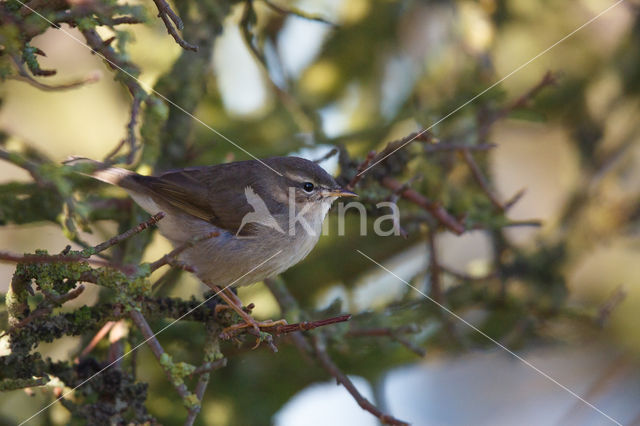 Bruine Boszanger (Phylloscopus fuscatus)