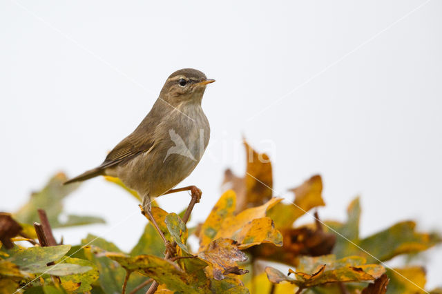 Bruine Boszanger (Phylloscopus fuscatus)