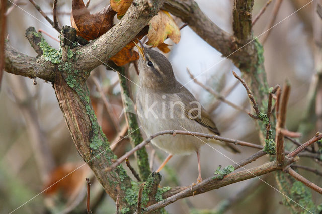 Bruine Boszanger (Phylloscopus fuscatus)